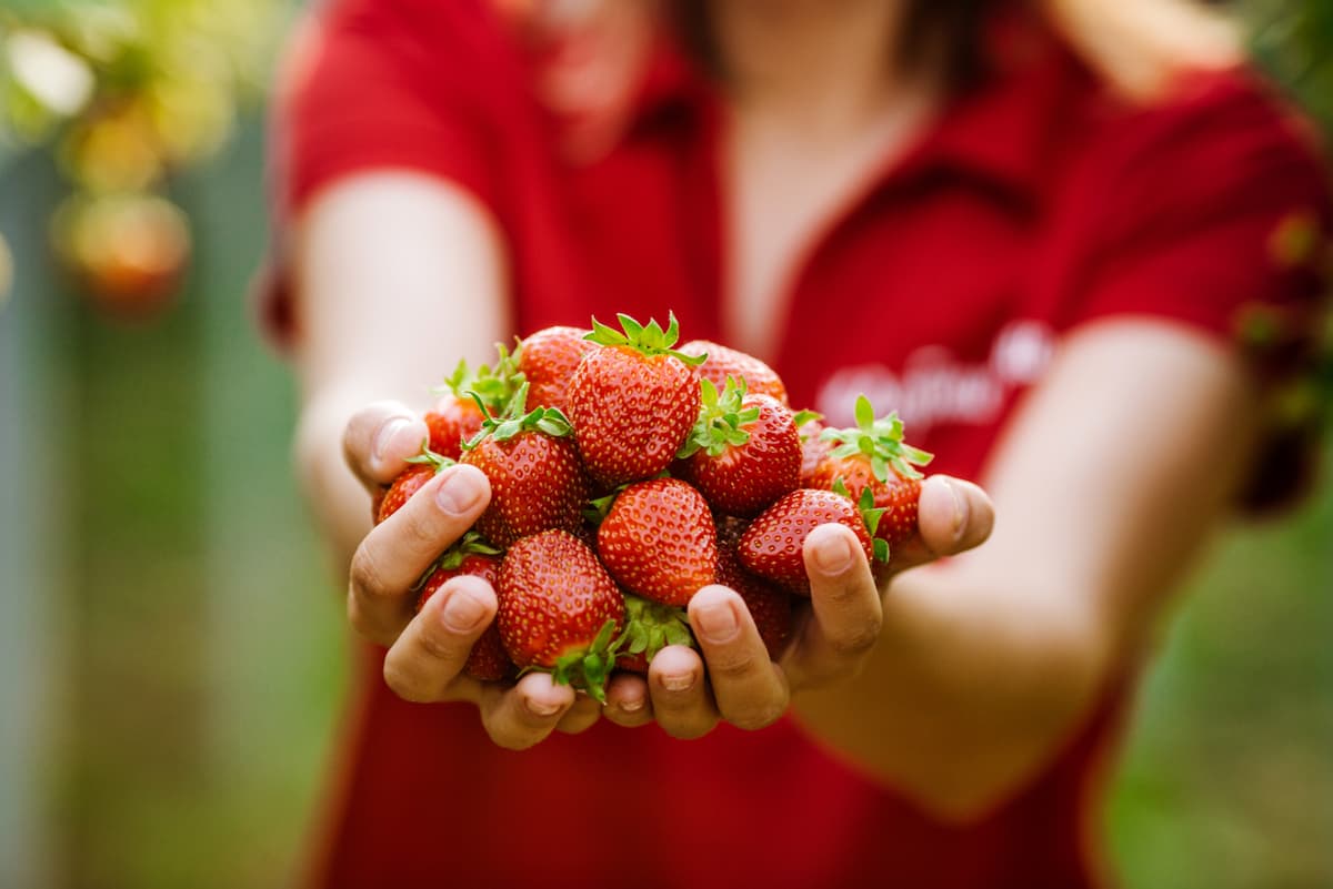 Mayoristas de Frutas y Verduras en Monterrey