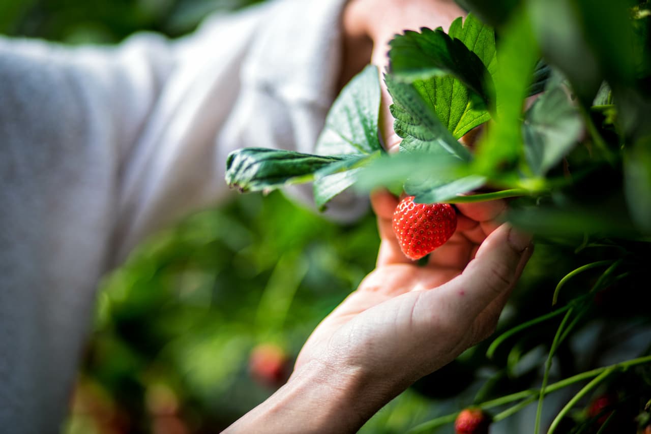 Mayoristas de Frutas y Verduras en Monterrey