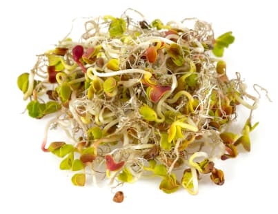 Germen de Alfalfa Mayorista: Nutrición y Frescura en Cada Brote